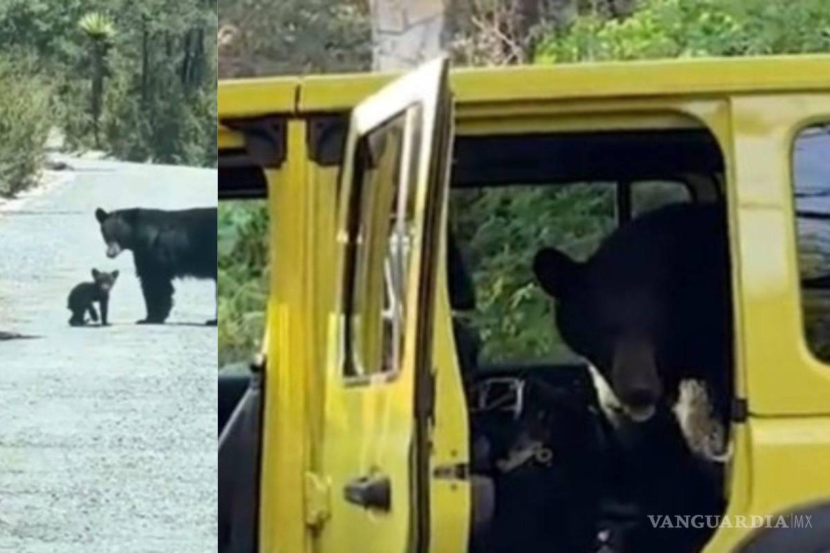 Osos sorprenden a familias en la Sierra de Arteaga; especialistas alertan a visitantes por manejo irresponsable de residuos