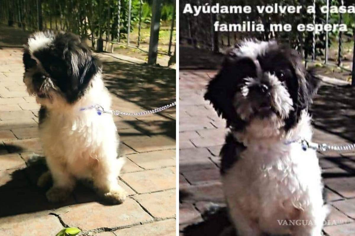 Buscan a ‘Chiruza’ en Saltillo desde hace 188 días; ‘con fe y esperanza’, dice su dueña