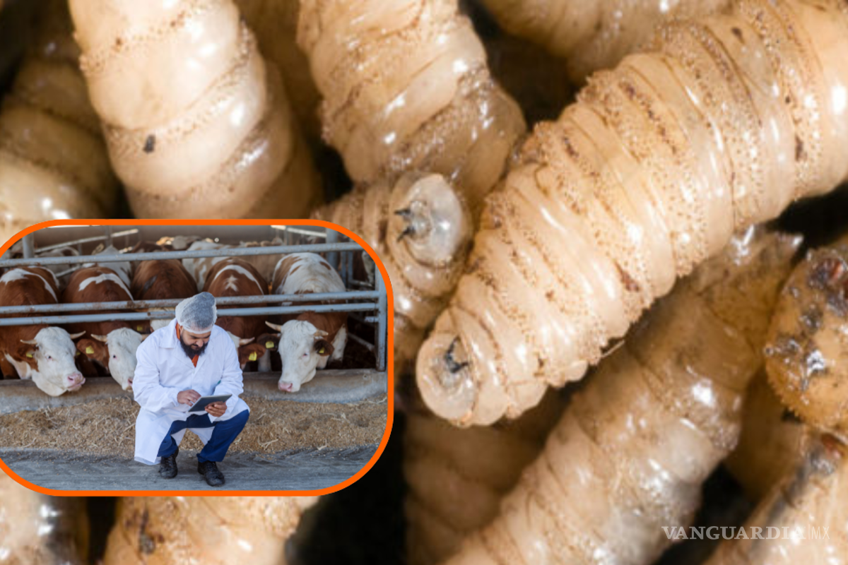Capacitan a 100 especialistas para controlar al gusano barrenador