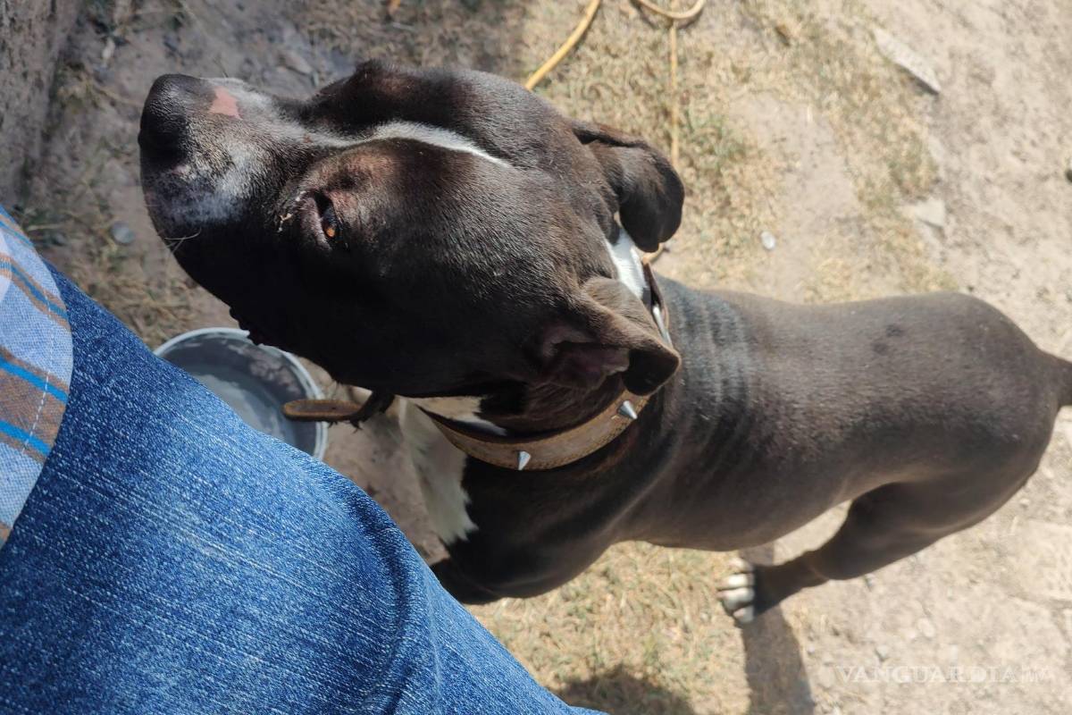 ‘Me mataron a mi perro’: Ciudadano busca a quienes acabaron con la vida de su mascota, al poniente de Saltillo