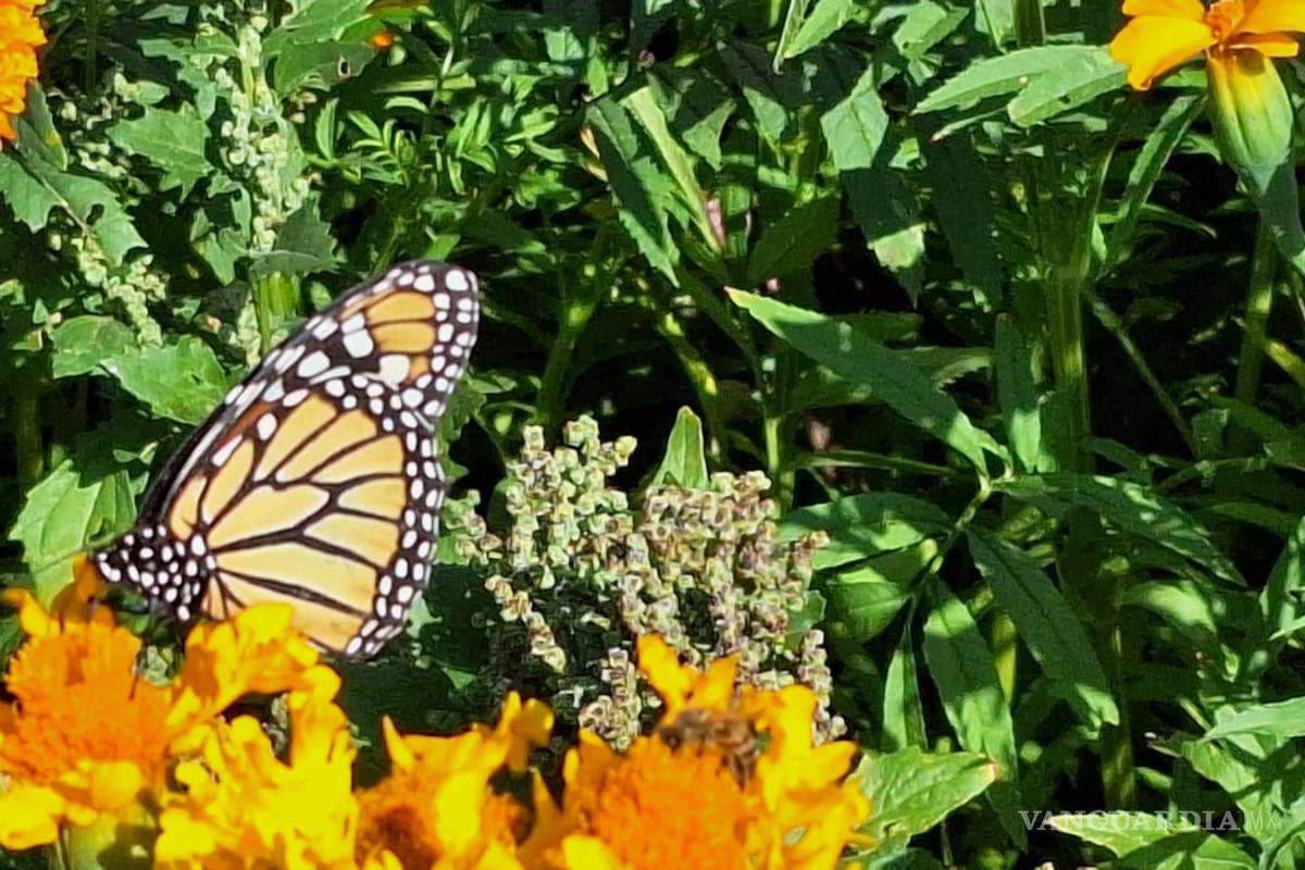 Saltillo celebra la llegada de Mariposas Monarca; más de 63 avistamientos en parques locales