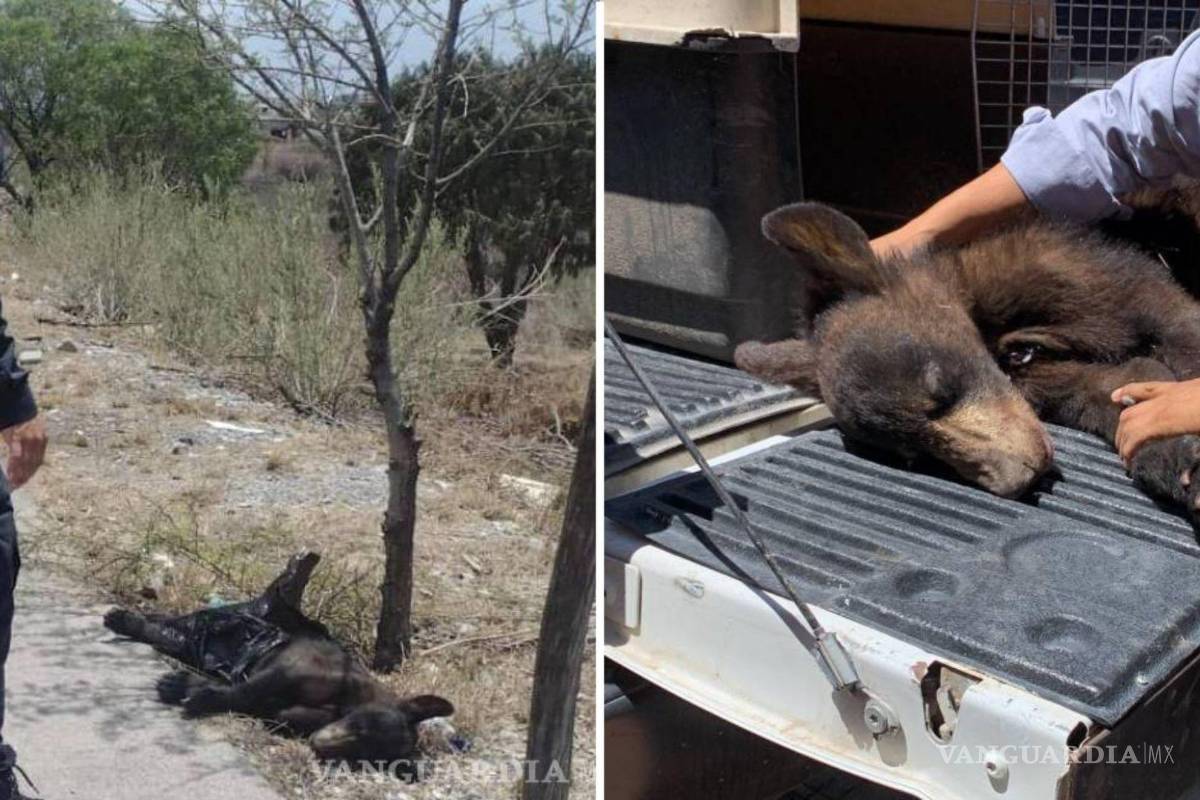 En una semana dos osos llegaron a Saltillo; uno fue atropellado y el otro sufrió una caída