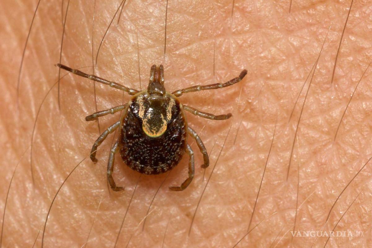 Van 17 muertes por rickettsia en Coahuila; 2 de cada 3 personas que enferman, fallecen