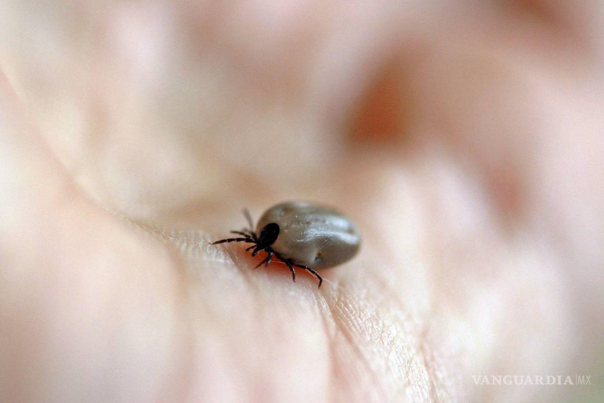 Activan vigilancia epidemiológica en Saltillo tras muerte de menor por posible rickettsia