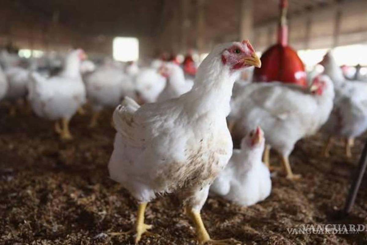 Reportan primera muerte por gripe aviar H3N8 en China, según OMS