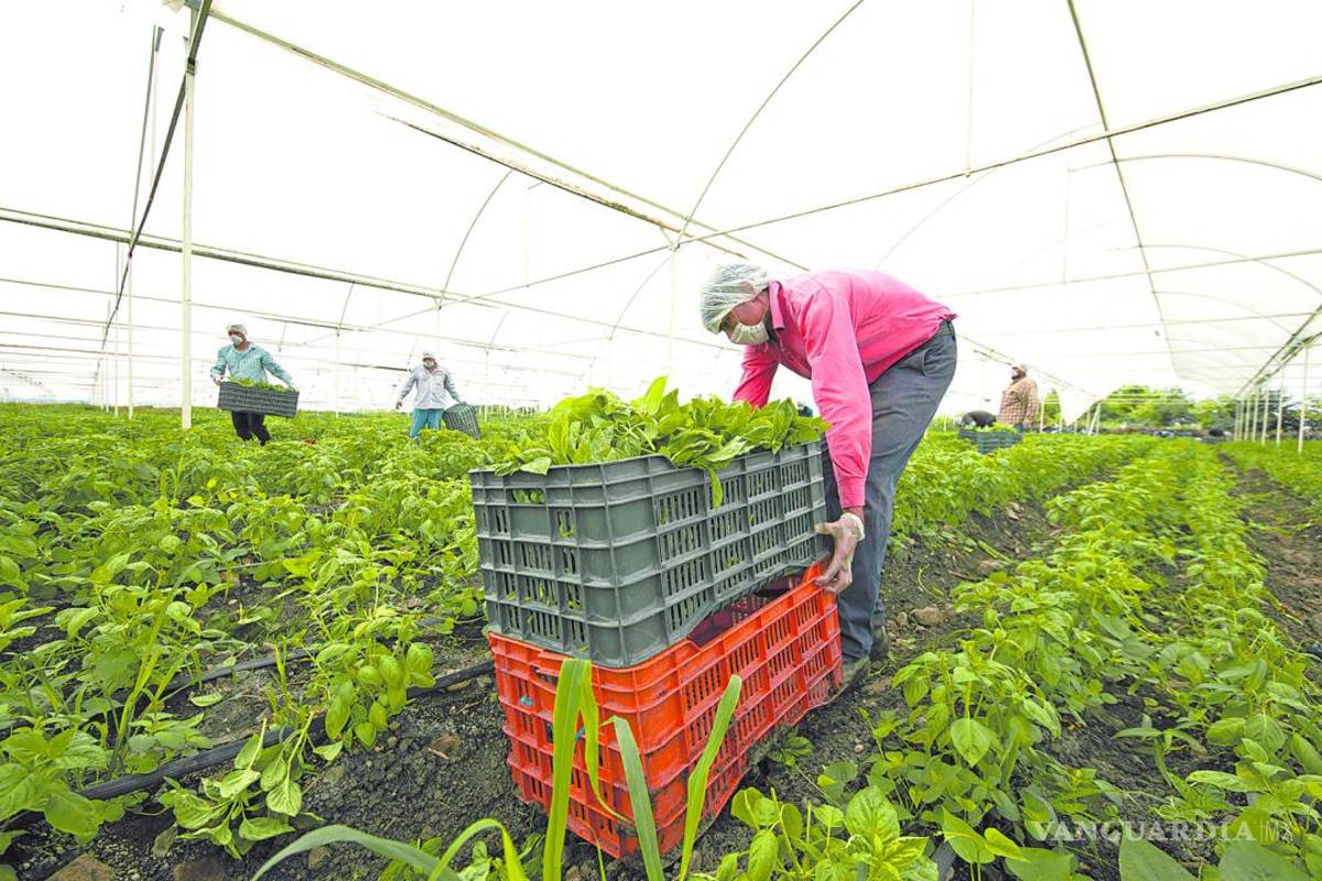 Experto advierte sobre riesgos por aranceles: impactos golpearán a toda la industria agrícola
