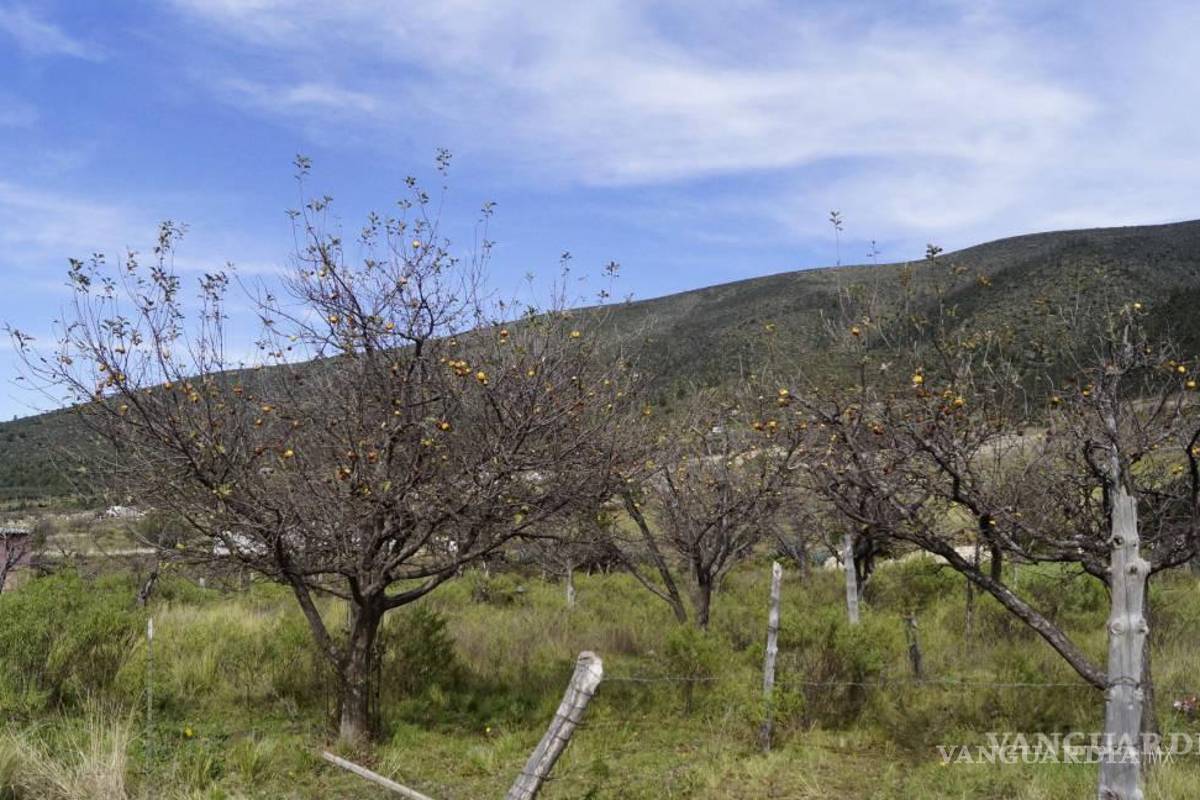 ‘Helada afectó mucho, pero en 10 días evaluaremos el daño’: manzaneros de Coahuila
