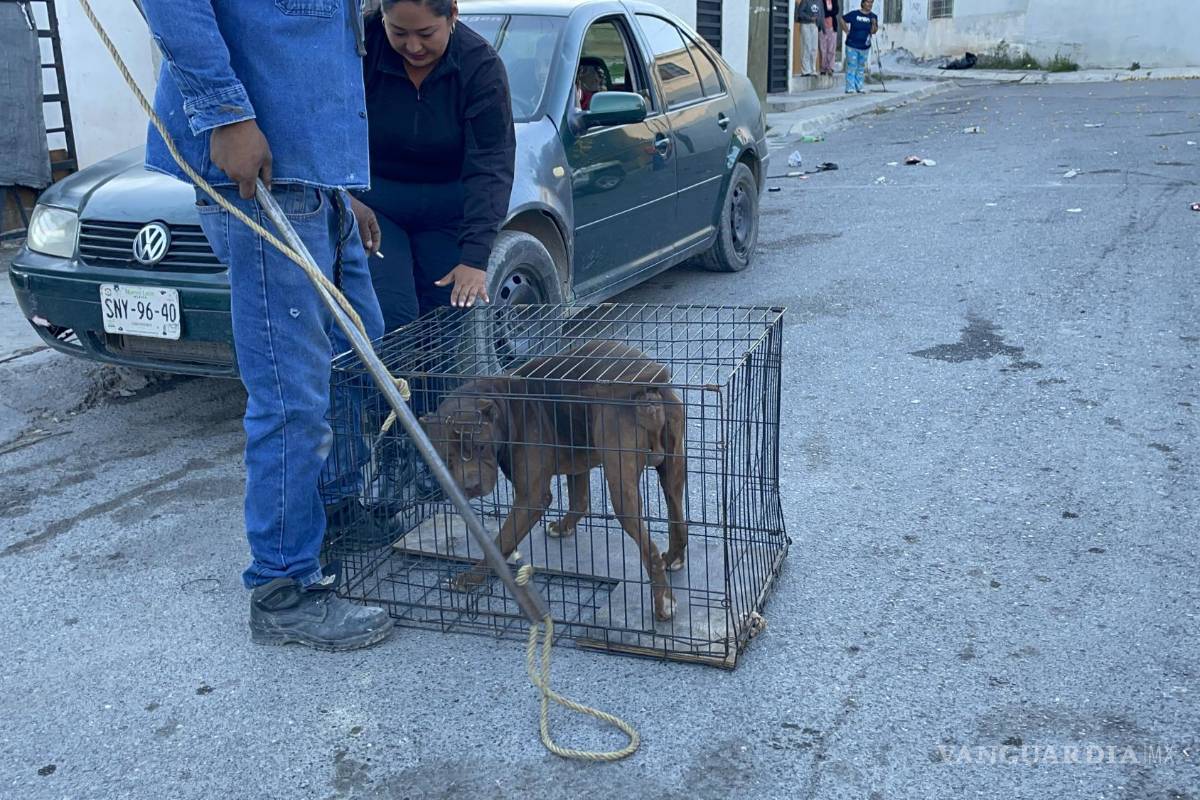 Perro ataca a hombre en Saltillo y lo manda al hospital; Policía Ambiental asegura a la mascota