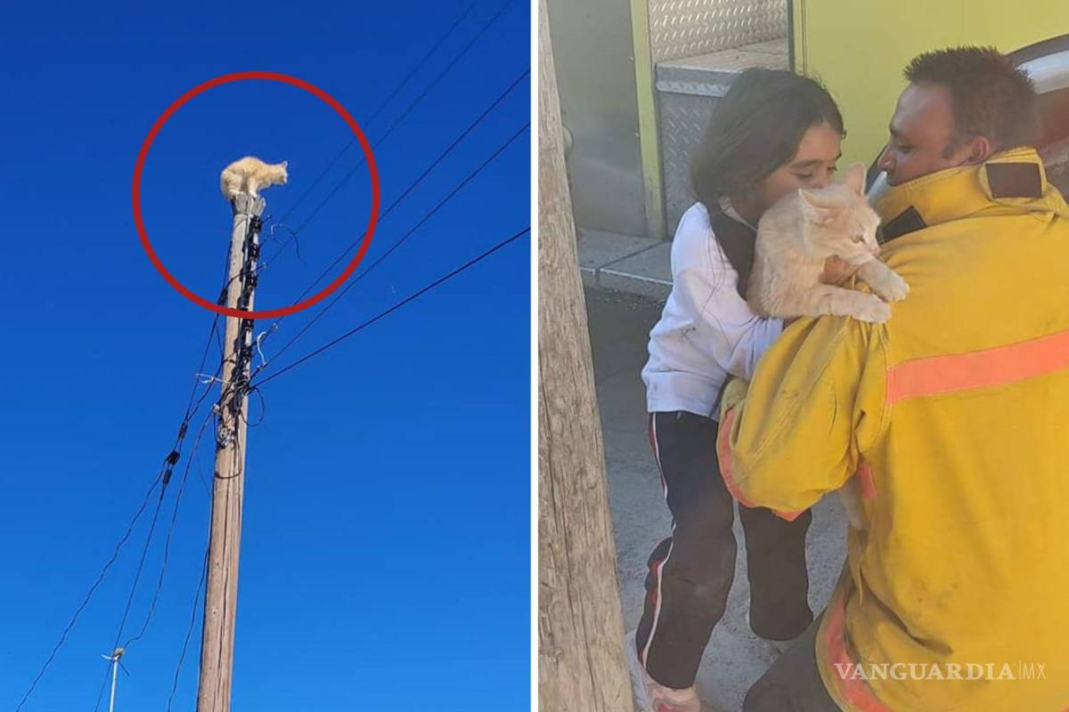 Bomberos rescatan a gato que se subió a un poste en Arteaga