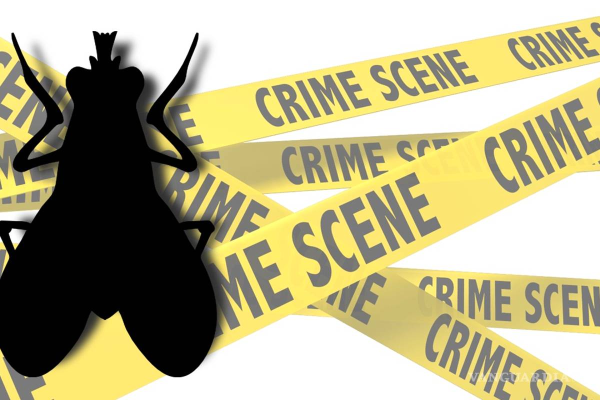 ¿CSI? No, es entomología forense