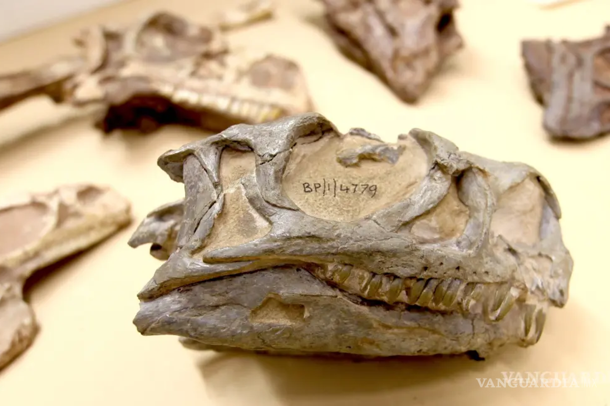 INAH advierte: vender fósiles en Coahuila es delito federal; hallan piezas en venta en redes sociales