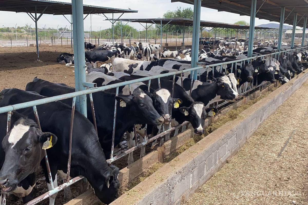 Crece el robo de ganado en la Comarca Lagunera Coahuila-Durango