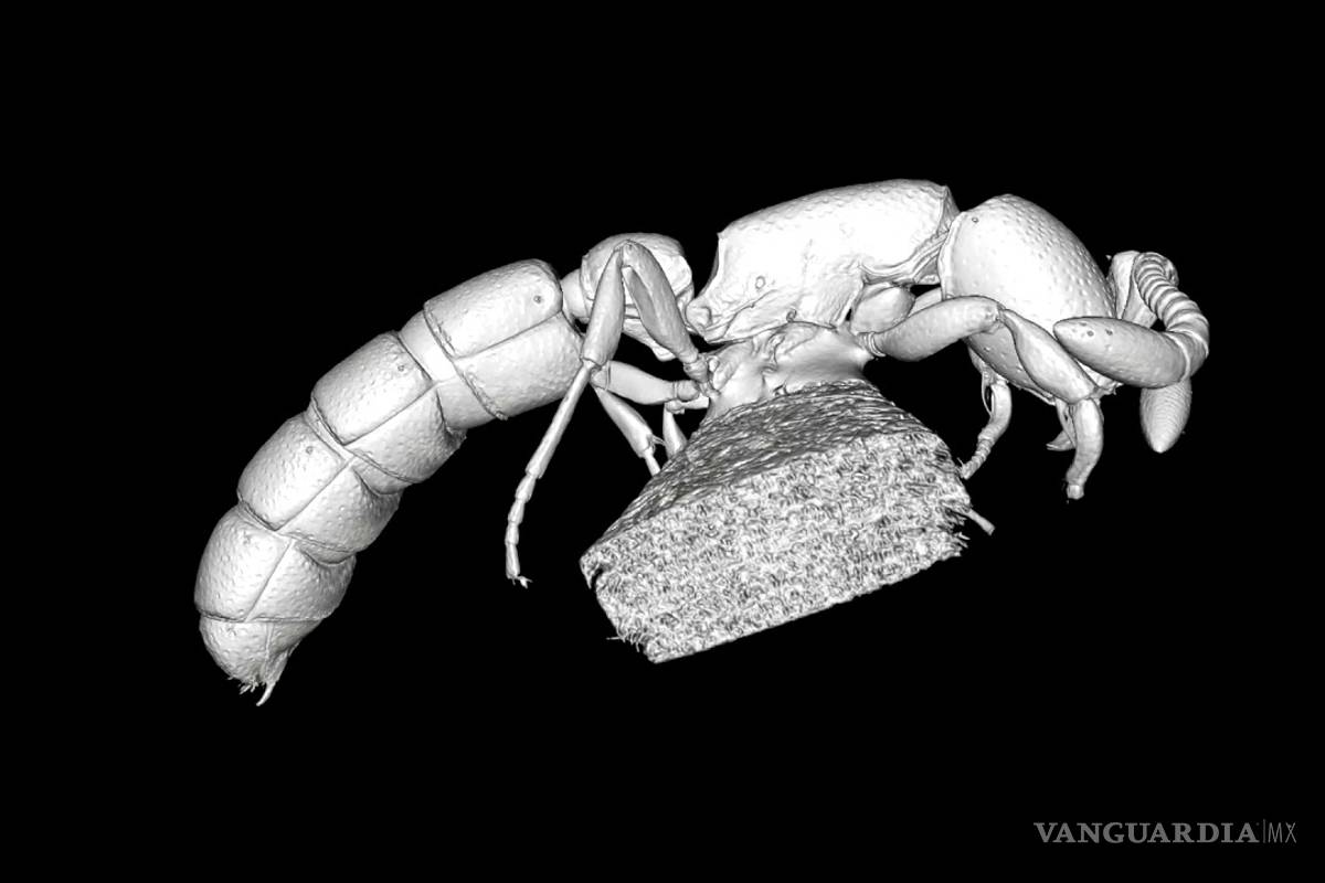 Nombran a una hormiga keniana Obama