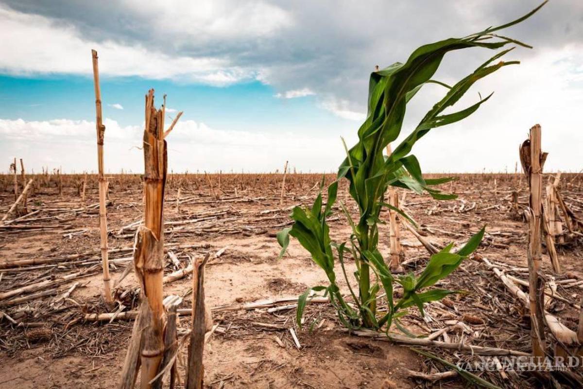$!Poco más del 80 por ciento de las unidades productivas agropecuarias tienen el sistema de riego de presión, el cual es cuestionado por la Conagua.