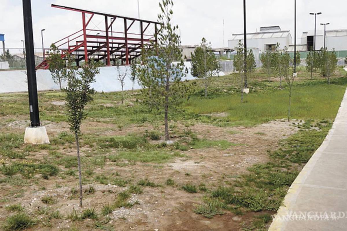 Coahuila retrocede en medio ambiente; registra mayor pérdida de superficie arbórea