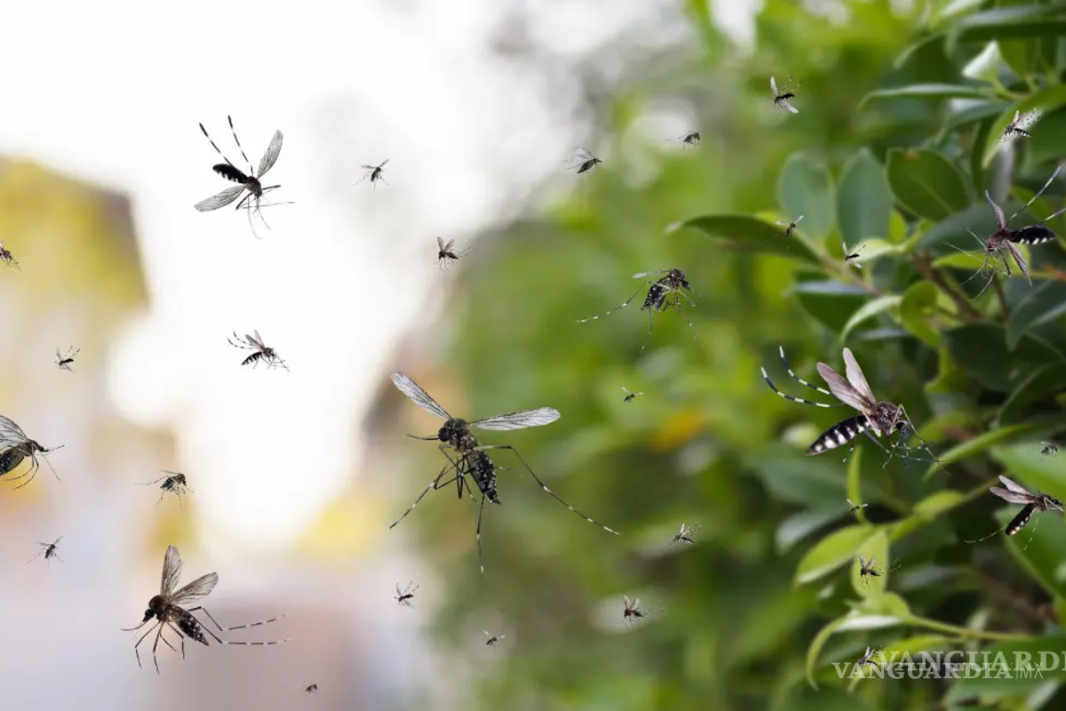 Coahuila: Muertes por dengue aumentaron por nuevos serotipos y adaptación del mosquito