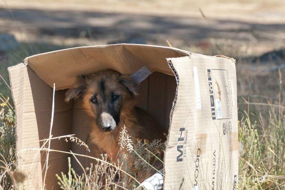 Turistas van y ‘tiran’ sus mascotas en Arteaga, señalan rescatistas