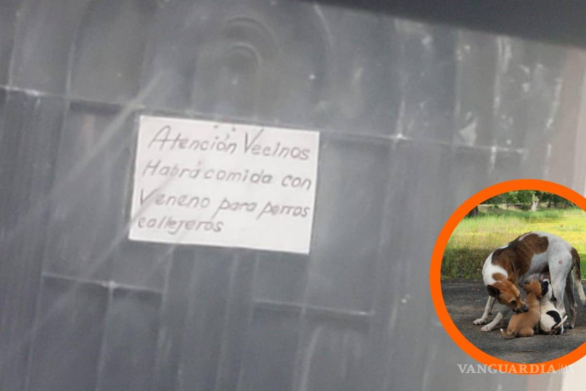 Saltillo: denuncian amenazas de envenenamiento a perros callejeros en la colonia Praderas