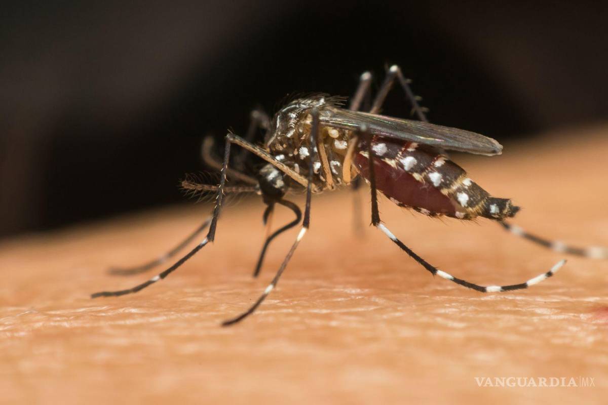 Protege a tu familia: confirman dos casos de dengue en Coahuila; exhortan a tomar medidas preventivas