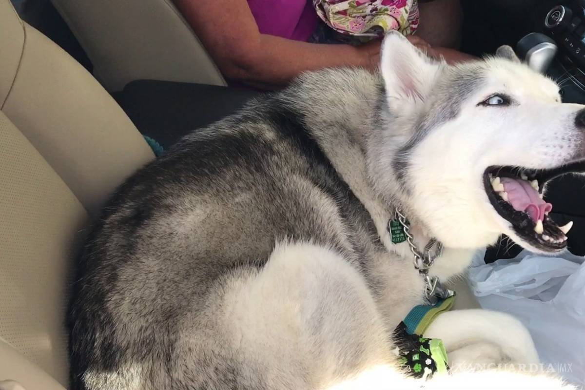 Un perro siberiano intenta protestar por la anestesia de la que apenas está despertando