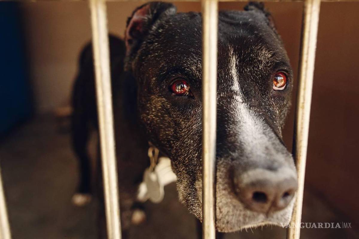 Proponen actualizar penas contra el maltrato animal