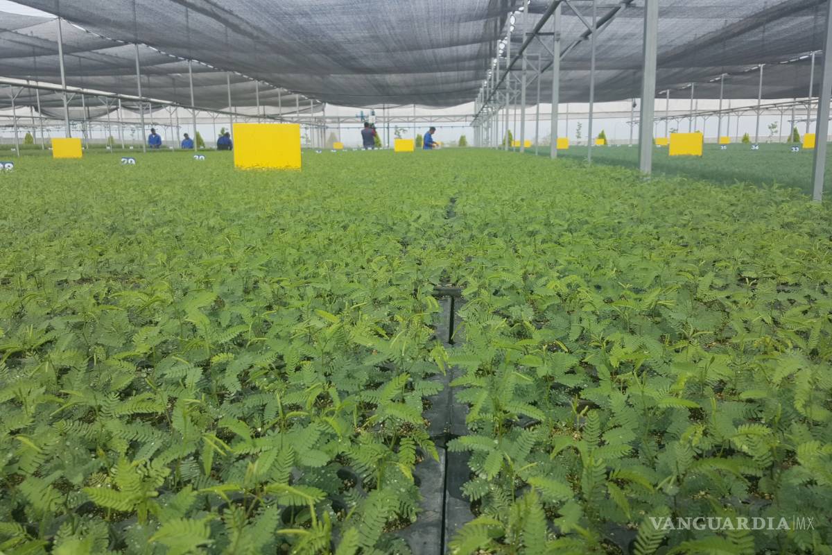 Vivero militar de Frontera producirá 2.5 millones de plantas