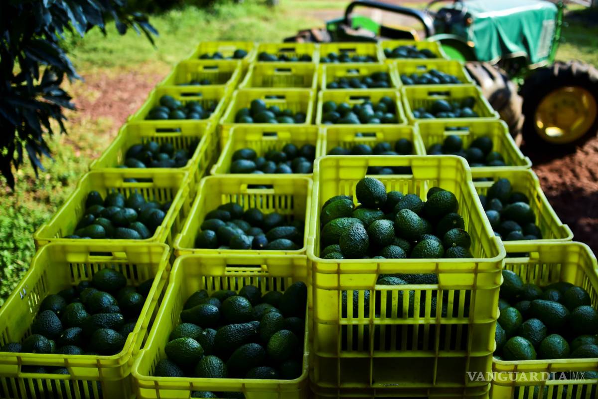 Amenaza de cerrar la frontera no ha afectado a productores de aguacate