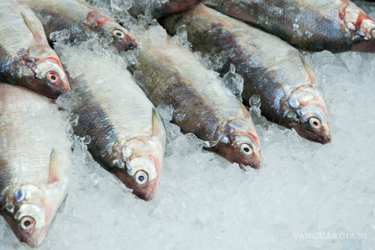$!En esta Cuaresma, ¿cómo saber si el pescado que compras es fresco?