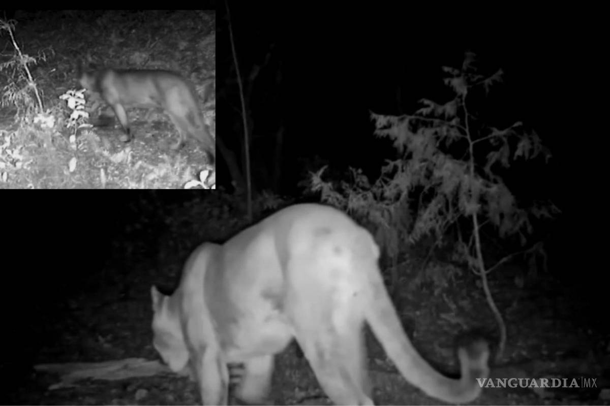 Captan en video a puma en la Sierra de Zapalinamé; Ursus Mx pide cuidar su hábitat