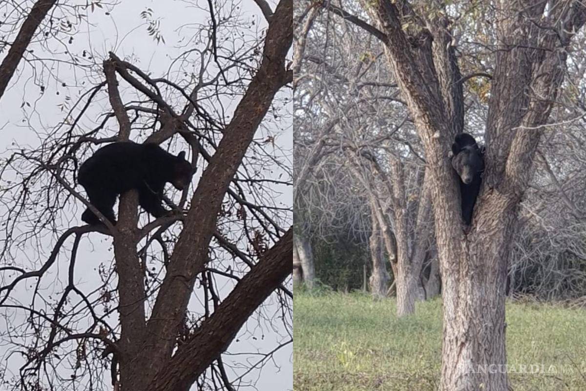 Oso negro ronda nogalera en San Buenaventura; Protección Civil busca capturarlo