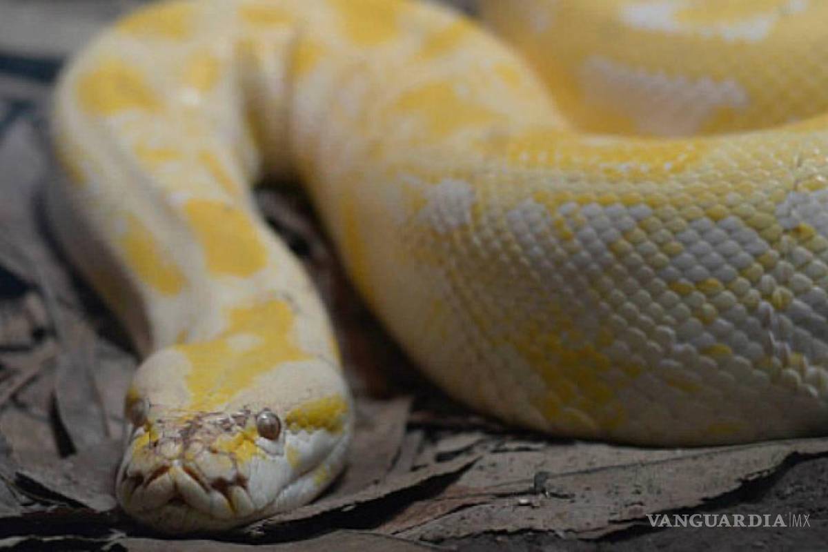 $!Algunas serpientes del MUDE ya han puesto huevos en este año.