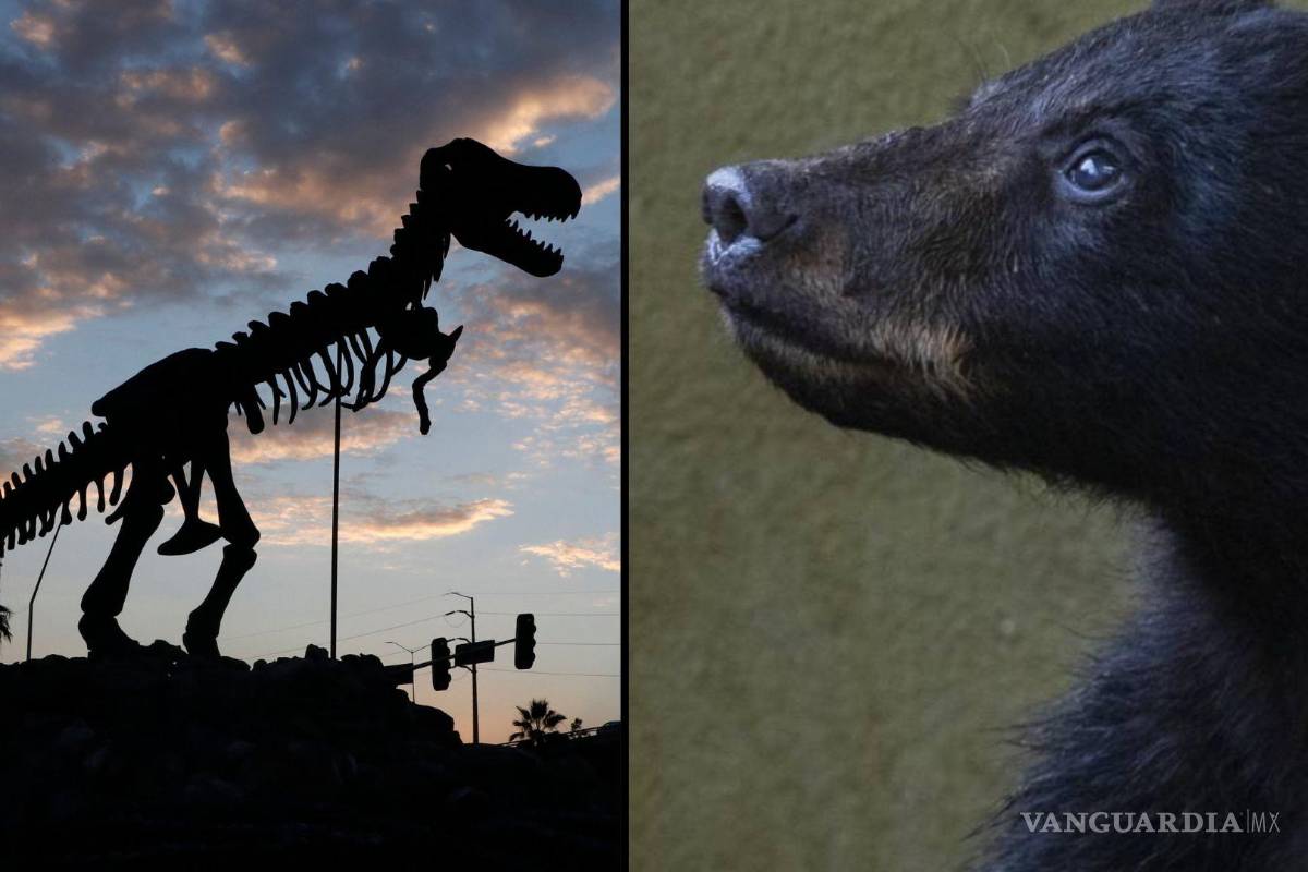Saltillo, ¿tierra de osos o de dinosaurios?