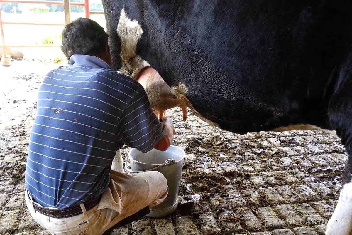 Mexicanos, esclavos de la industria lechera en EU