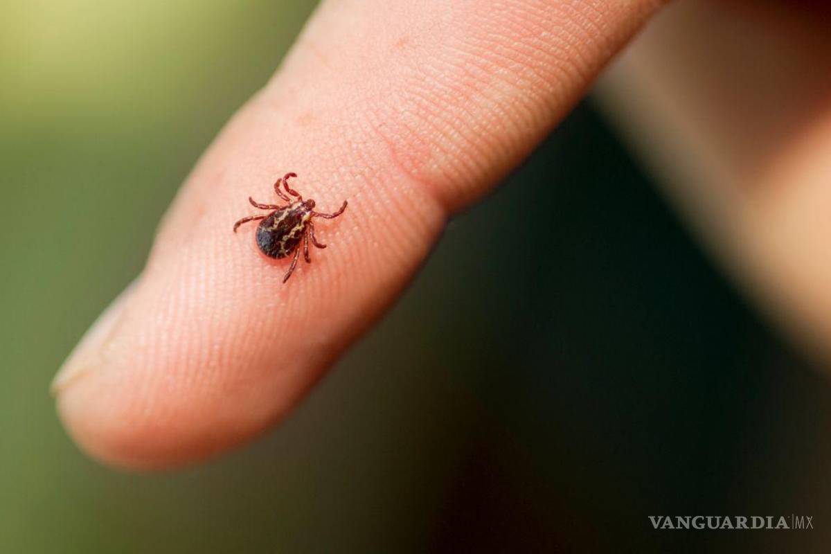 Fallece adolescente de 14 años tras picadura de garrapata en Sabinas