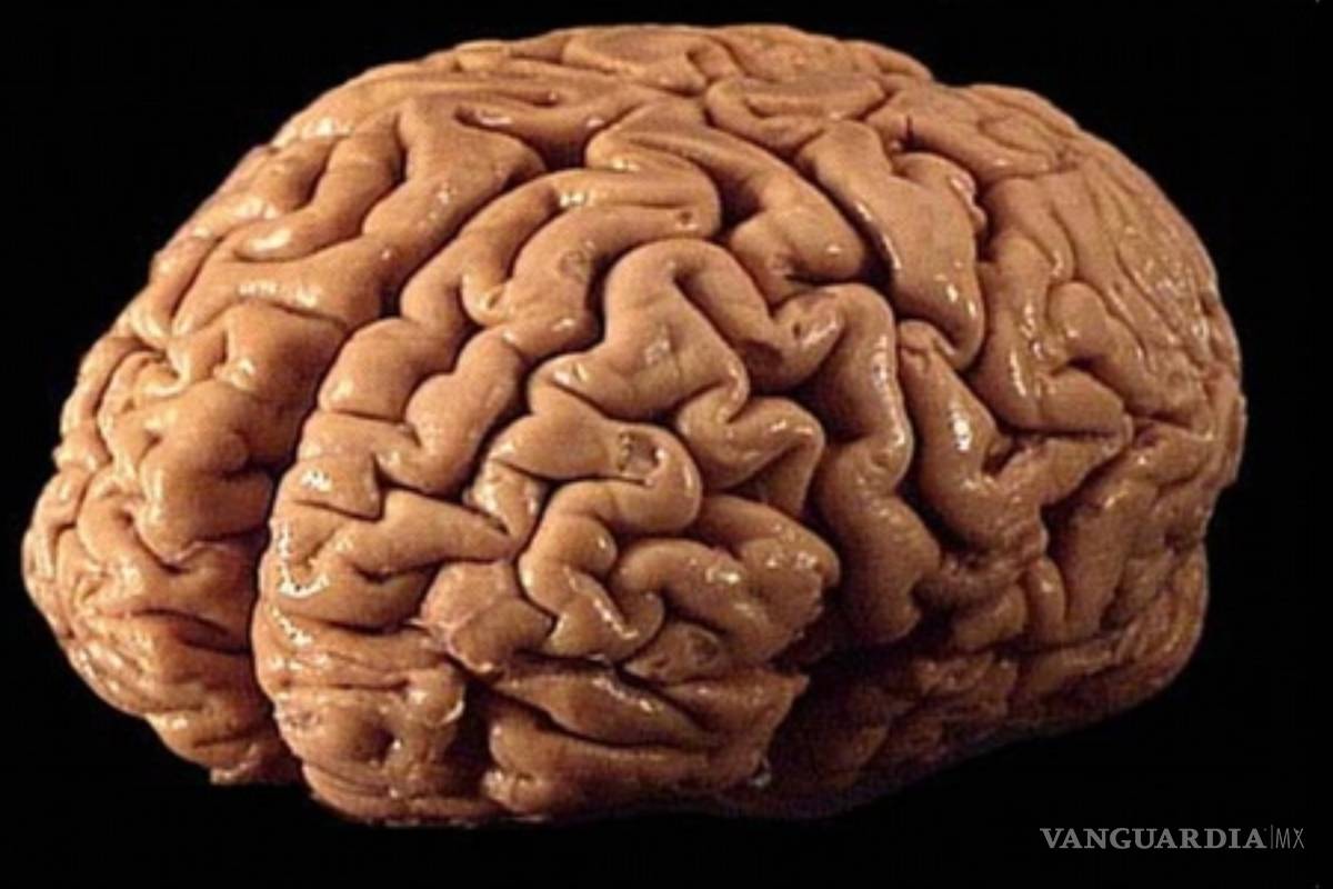 Cerebros diminutos creados en laboratorio desarrollan redes neuronales funcionales