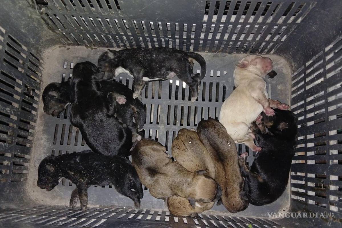 Rescatan a seis cachorros de incendio en colonia Loma Linda, en Saltillo