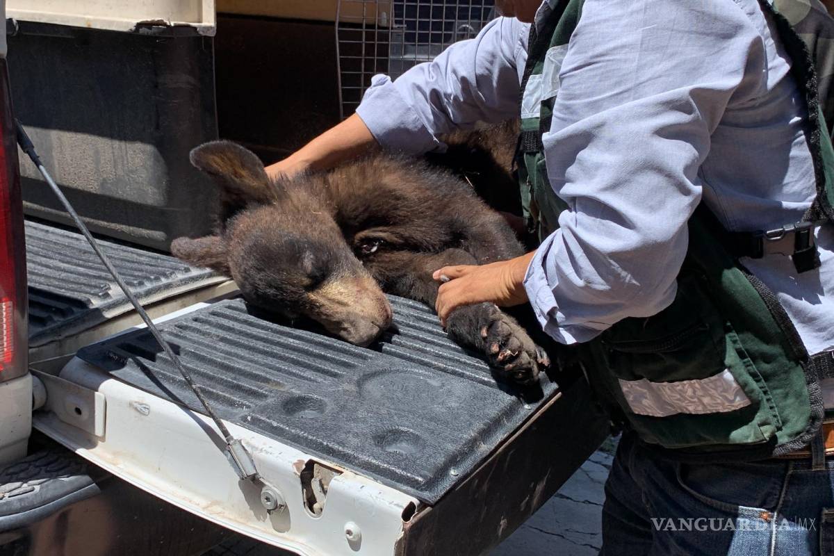 Sólo en Saltillo: osezno cae de un árbol... en calle Retorno de los Osos (video)