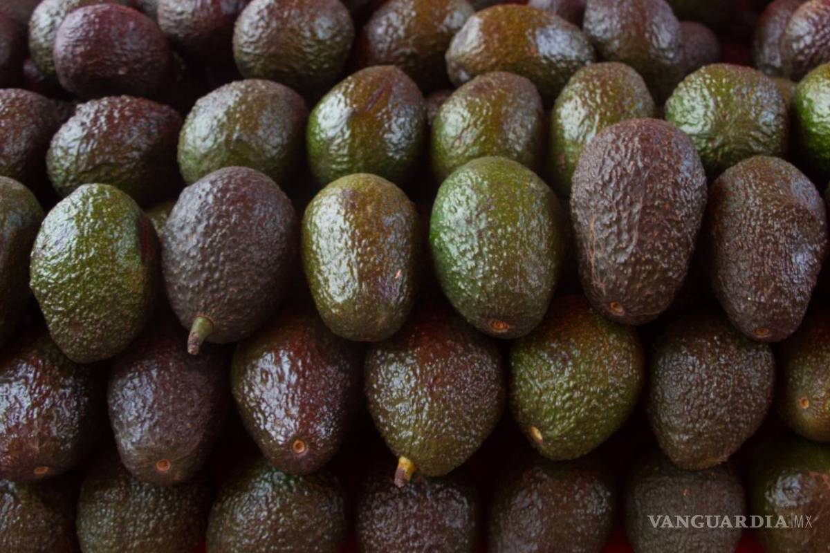 Profepa detecta tala y siembra de aguacate ilegal en Michoacán y Edomex