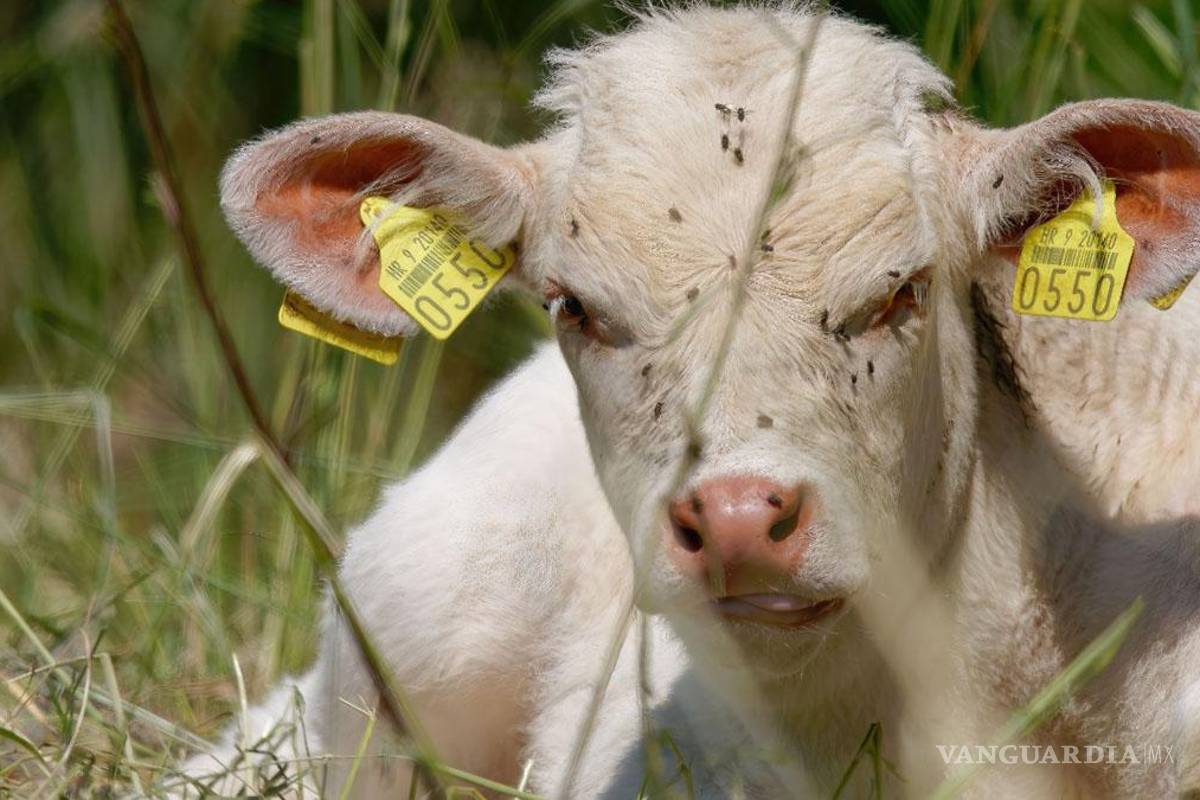 Gusano barrenador: EU y México reactivarán planta productora de moscas estériles