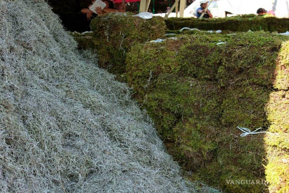 Llama Semarnat a no comprar musgo y heno esta Navidad