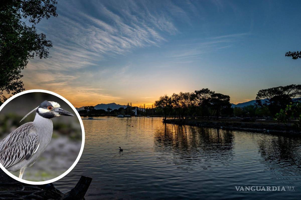 Saltillo: por primera vez se deja ver rara especie de ave en el lago de la Ciudad Deportiva