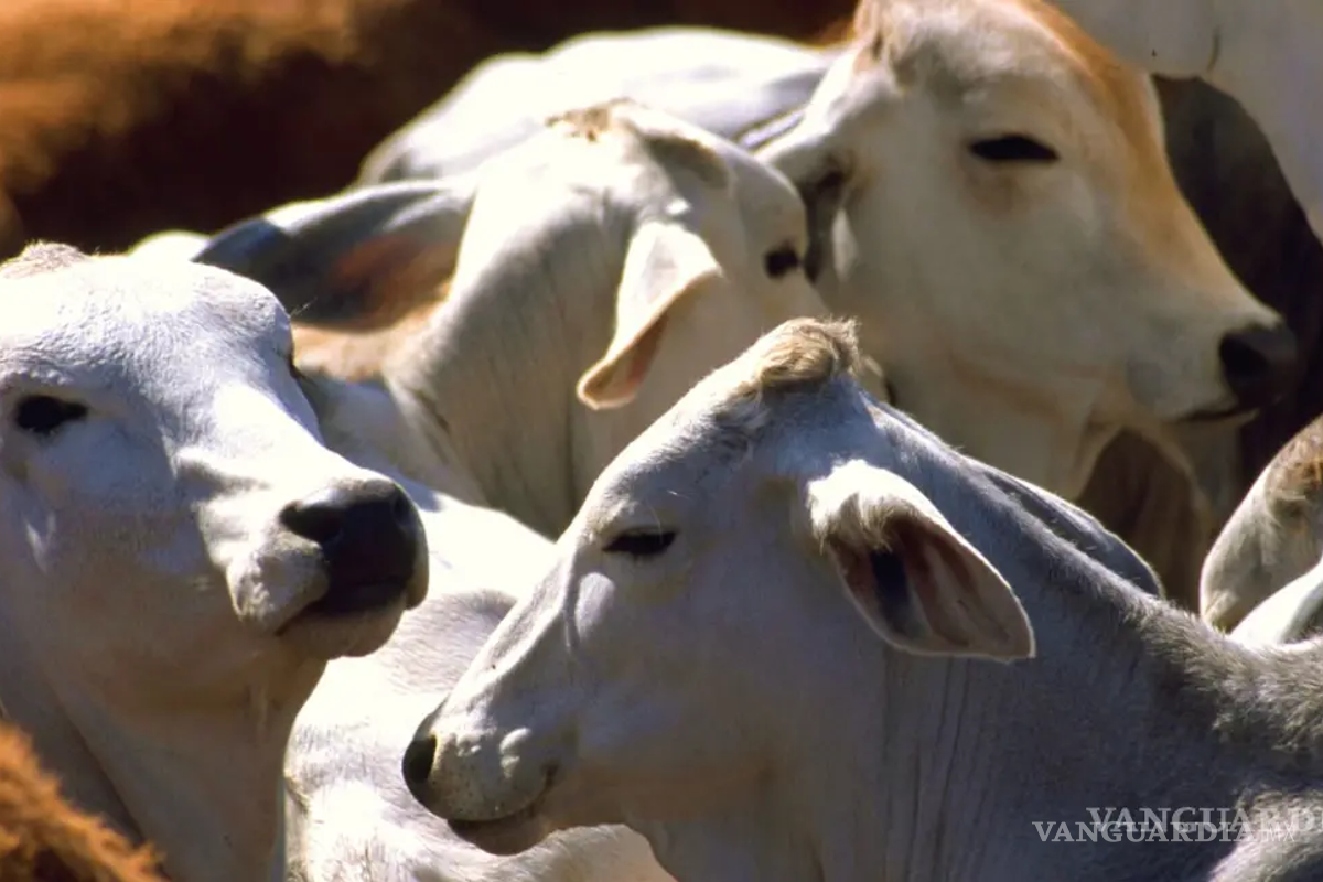 Cierre de exportaciones de ganado mantiene un fuerte impacto económico en productores coahuilenses