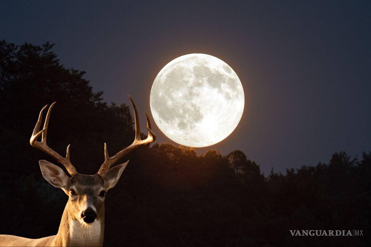 Luna de Ciervo 2024: ¿Qué es y cuándo se verá en México?