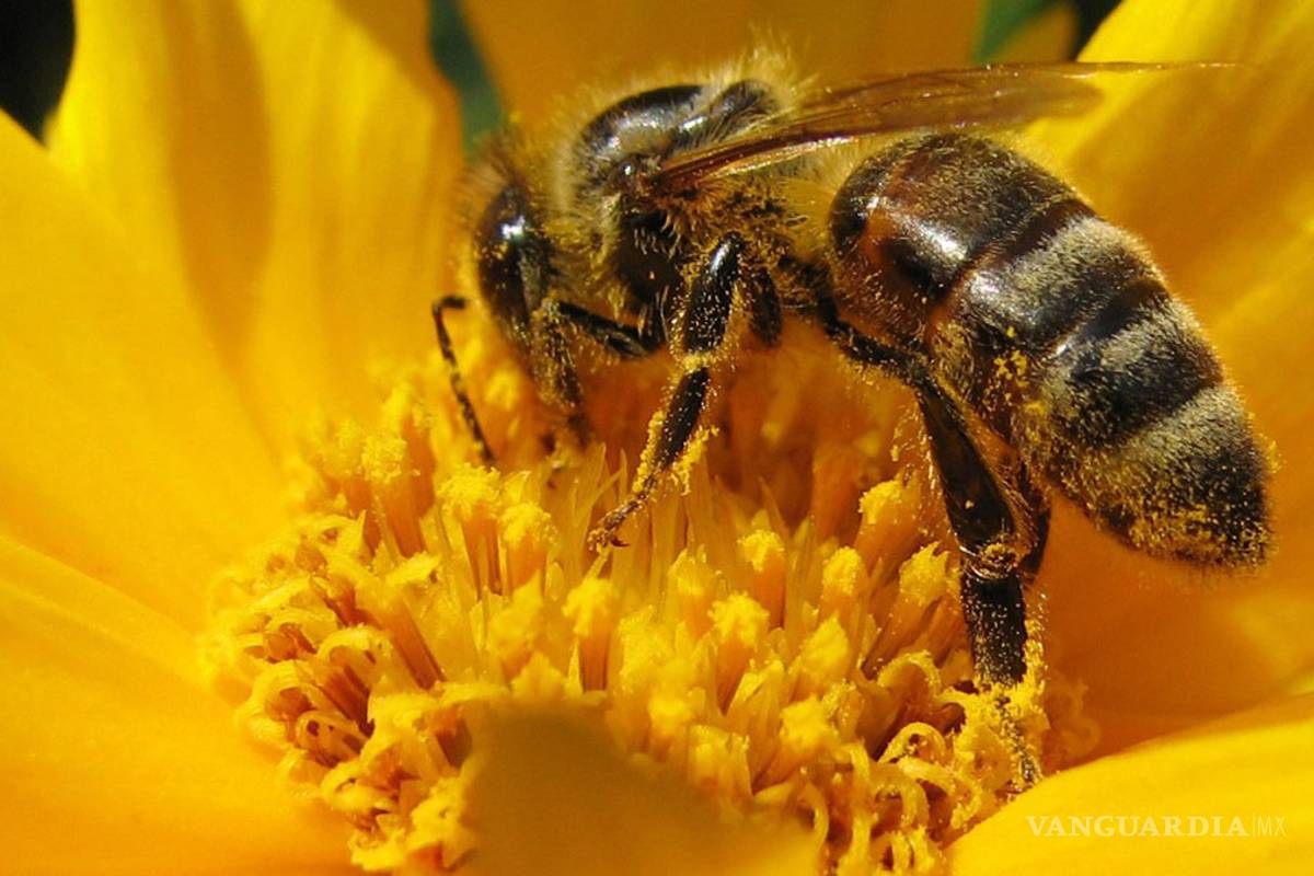 Pesticidas matan a más de dos millones de abejas en Estados Unidos: ecologistas