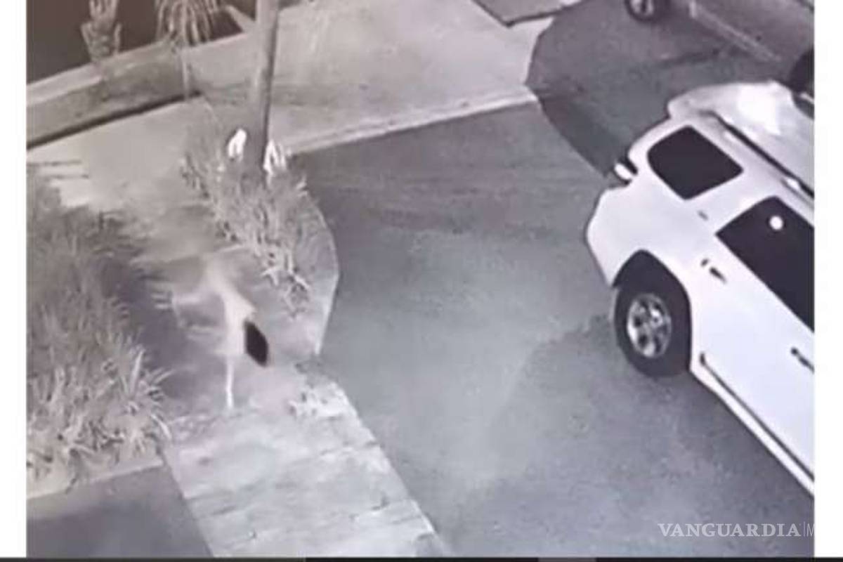 Reaparece la 'niña perro' tras 11 años... conoce su perturbadora historia (video)