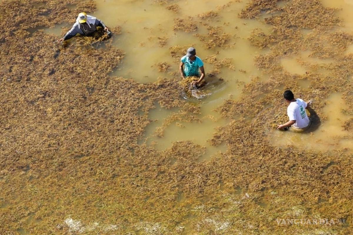 Futuro del mar Caribe está en riesgo por el sargazo, alertan científicos