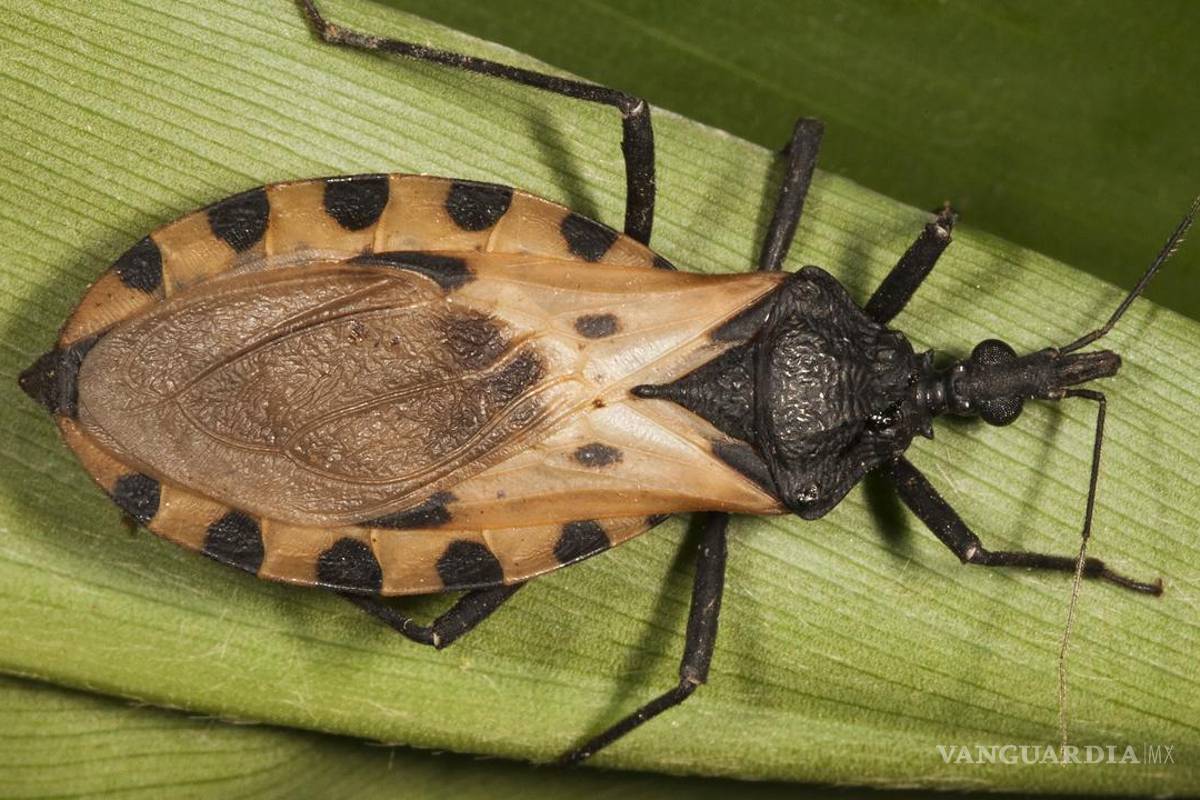 ¡Cuidado con la Chinche besucona!... ¿Por qué es tan peligrosa y en qué lugares de México habita?