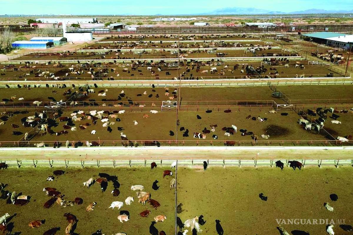 Estados Unidos anuncia la dispersión de moscas estériles desde Tampico para combatir al gusano barrenador