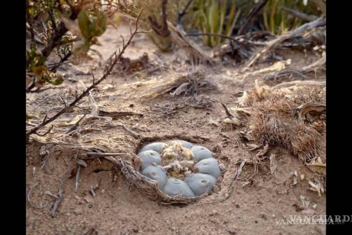 UAdeC: acuerda Consejo de la EAP suspender a docente señalado de plagio y violencia de género