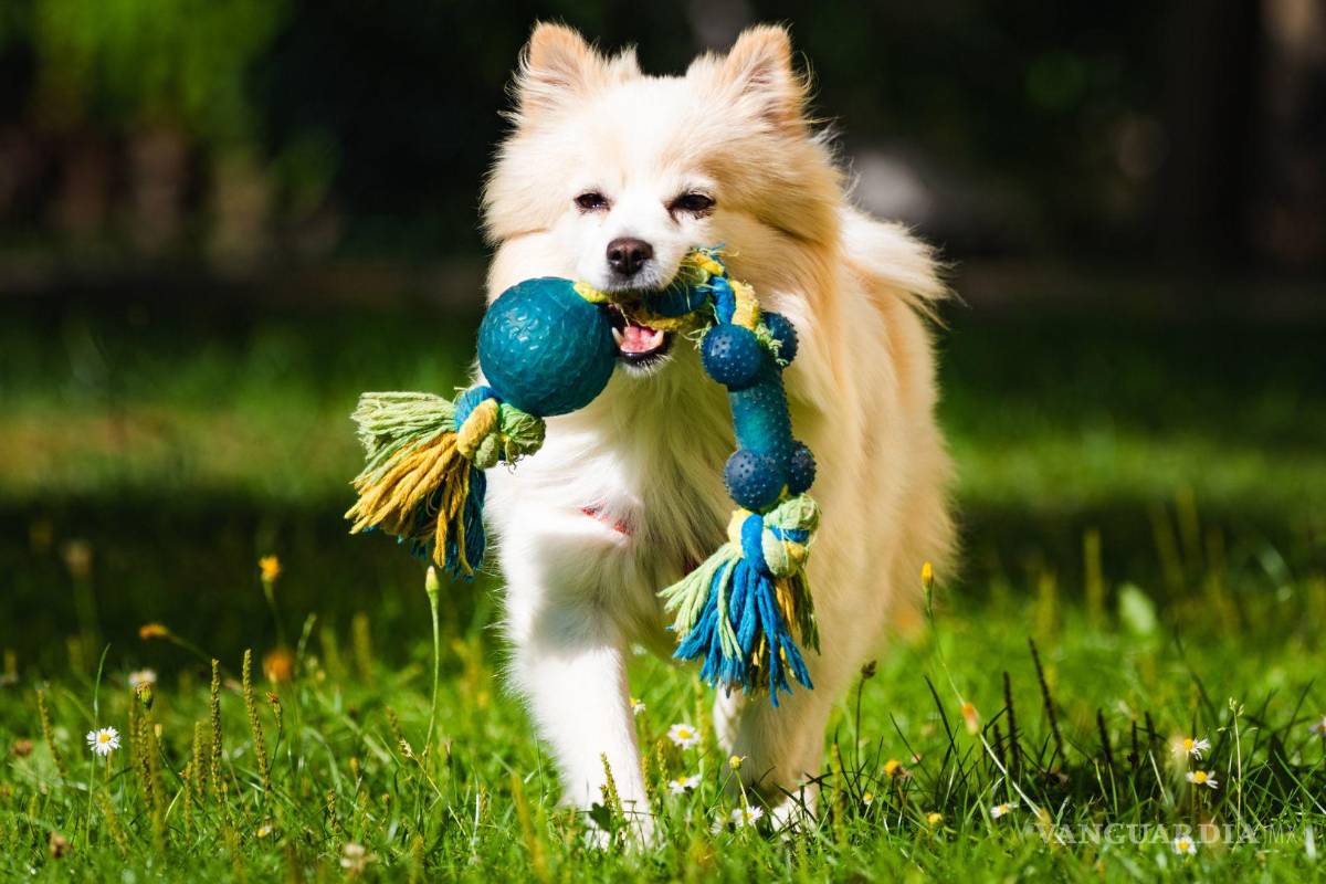 ¿Quieres adoptar una mascota? Deberás tomar en cuenta costos de alimento, aseo y limpieza en Saltillo